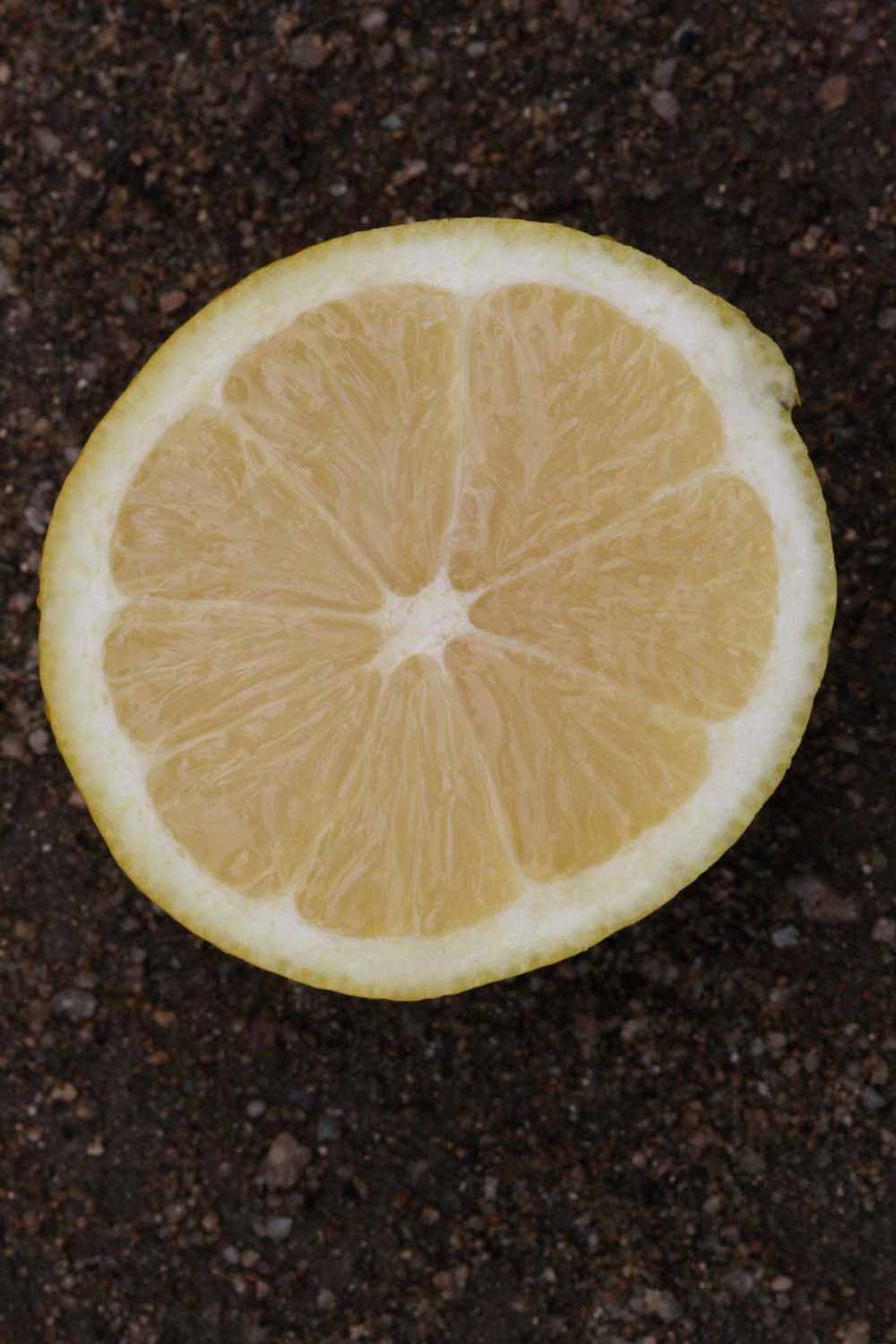            Fruit cross-section (Riverside, CA)   